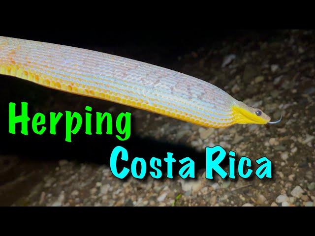 Costa Rica Herping: GIANT Fer-De -Lance, a New Coral Snake (2024)