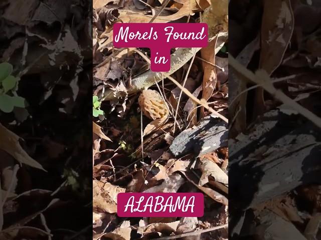 GET READY!! Morel Mushrooms are Early!! Time to get your shroom goggles on & Be careful everybody!!