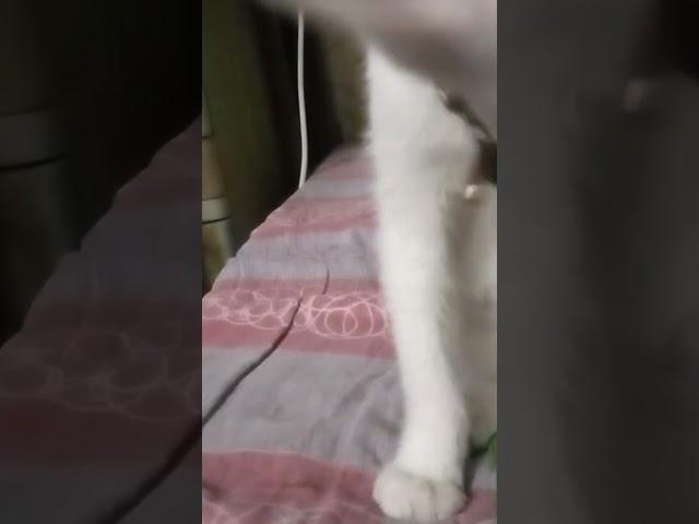 #hashtags #catlovers #kitten