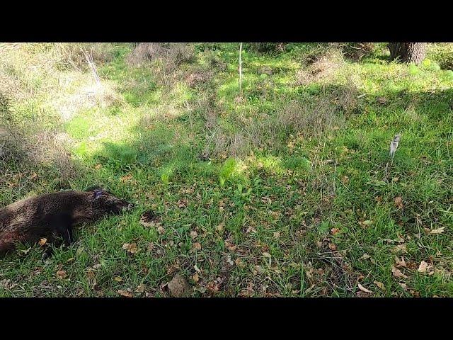 Caccia al Cinghiale Bonarcado 24/12/2023