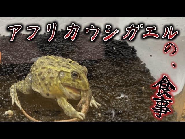 African Bullfrog daily meal #1 アフリカウシガエル　カナヘビを捕食