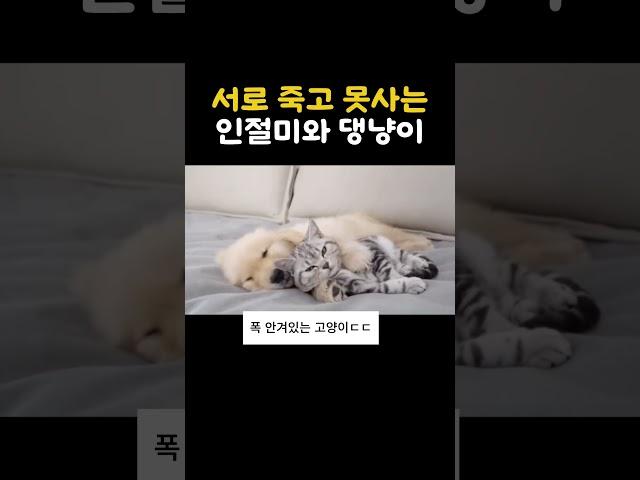 서로 죽고 못사는 인절미와 댕냥이  #catsanddogs #골댕이 #댕냥이