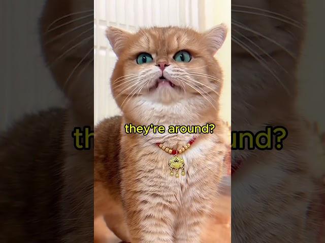 cat communication #viral #cat #viralshort #best #funny  #shortvideo #shorts #viralshorts #cute