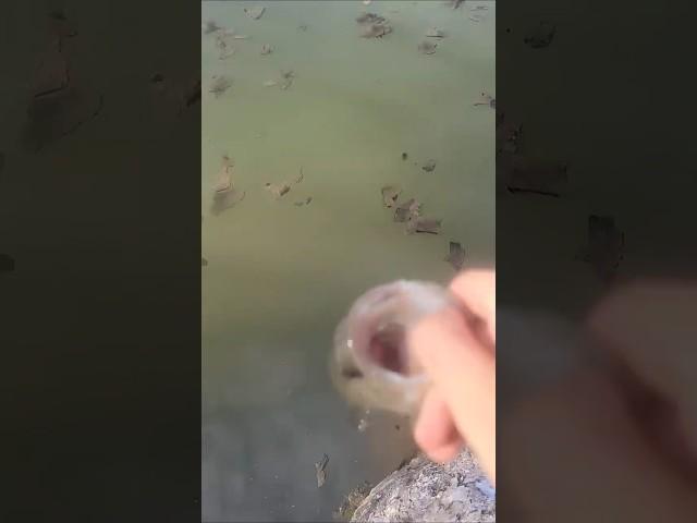5 misses but still got him #fish #fishing