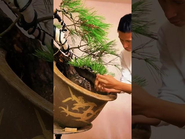 Cách Tỉa Cành và Uốn Dáng Cây Bonsai Tuyệt Đẹp  #bonsai #bonsaitree #bonsaiideas