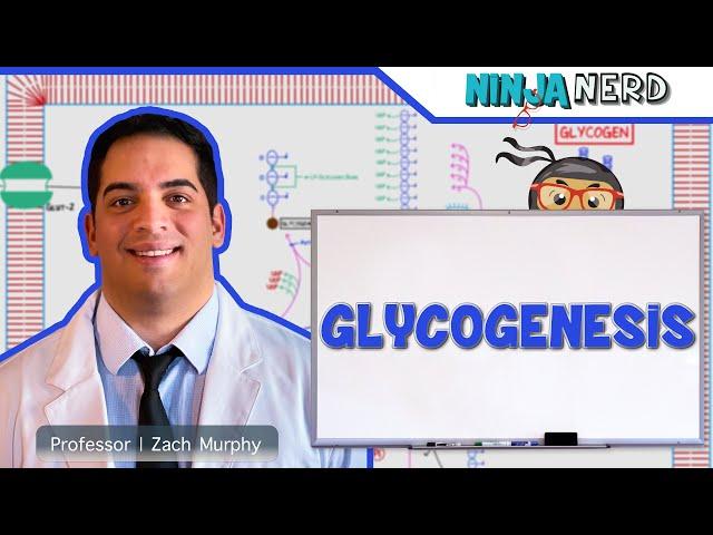 Metabolism | Glycogenesis