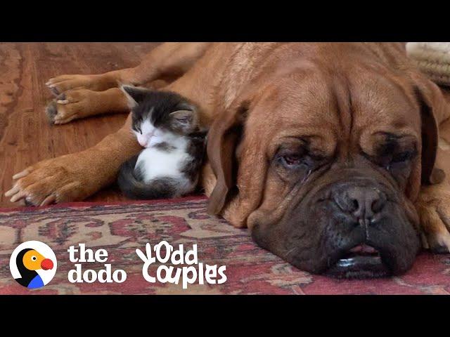 135-Pound Mastiff Becomes Obsessed With A Tiny Kitten  | The Dodo Odd Couples