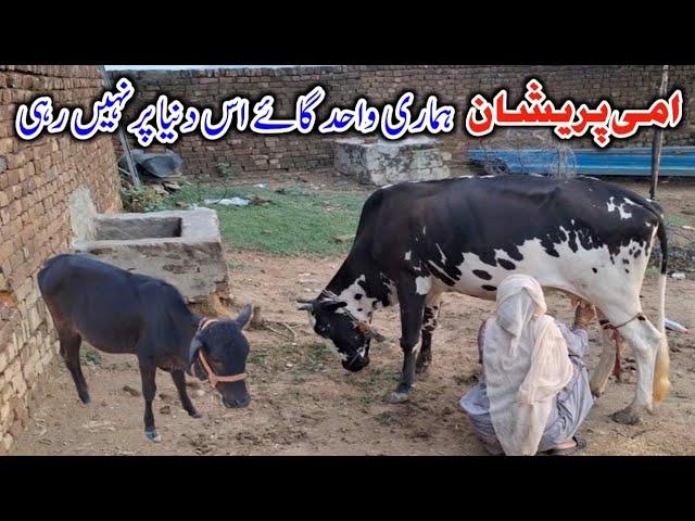 Humari Cow Ab Is Duniya Par Ni Rahi || Ami Jaan Sakht Parshan