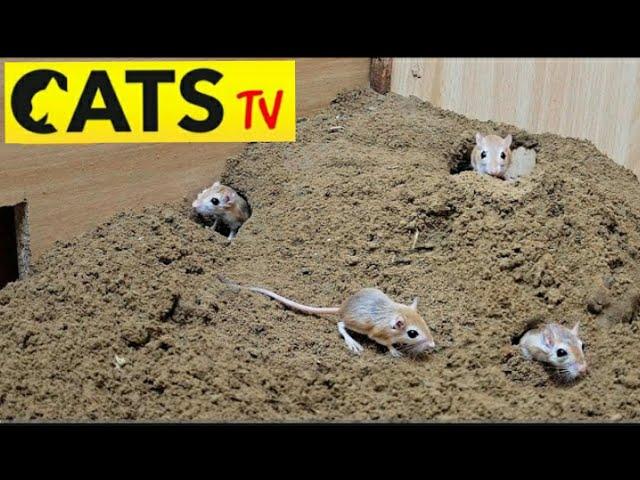 3 hour Cat TV mouse digging burrows / holes in sand, playing and squeaking for cats to watch