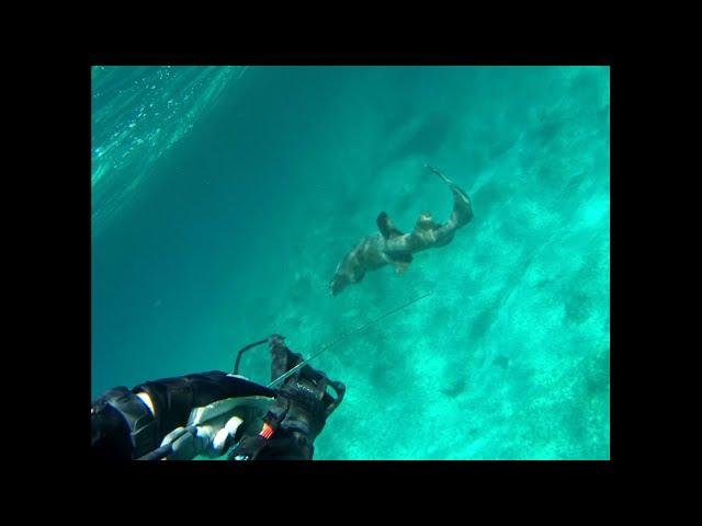 Guardian Shark Shield in Action- Live "Test" Spearfishing