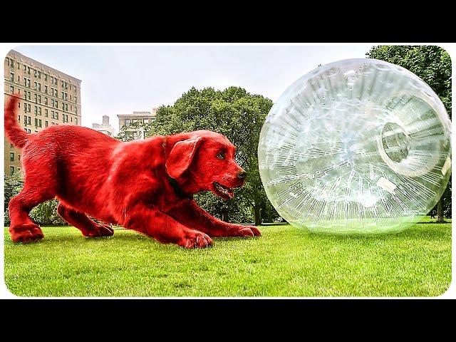 CLIFFORD THE BIG RED DOG Best Scenes 4K ᴴᴰ