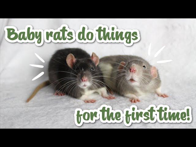 Cute baby rats do things for the first time!