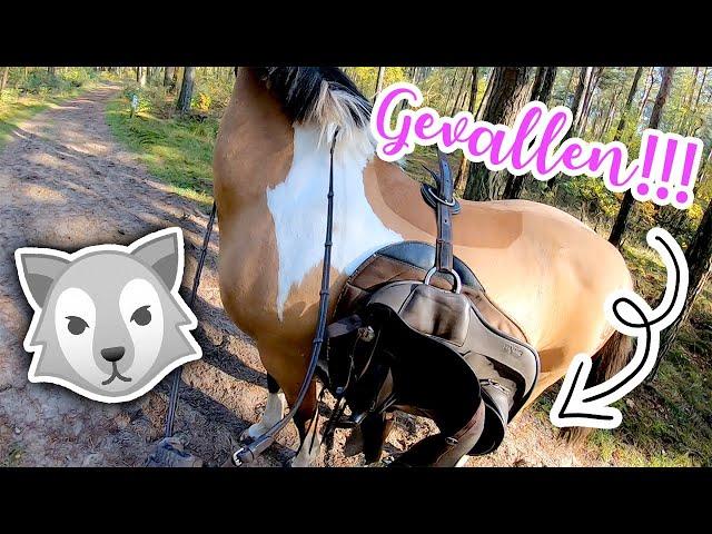 VALLEN op BUITENRIT omdat Marley een WOLF ruikt?! | felinehoi VLOG #223