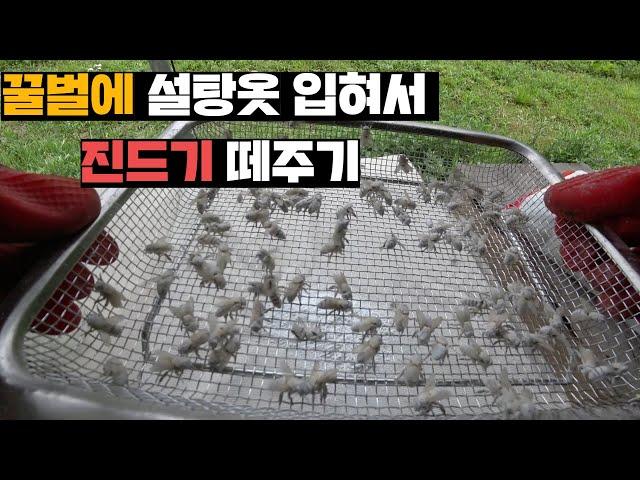 채밀 이후 습해진 날씨에 벌통에서 파티열기 시작한 꿀벌 진드기색히들(feat.두선생)