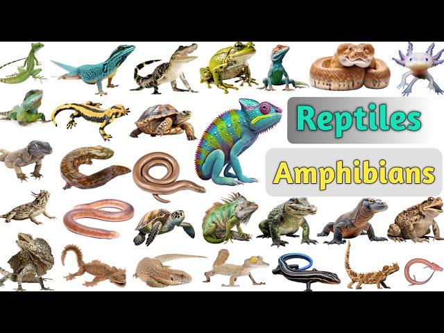 Reptiles & Amphibians Vocabulary ll 40 Reptiles and Amphibians Name In English With Pictures