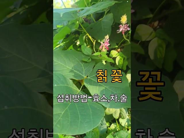 이꽃 모르는사람  있나?#간만에 #힐링#칡꽃#효능#섭취방법