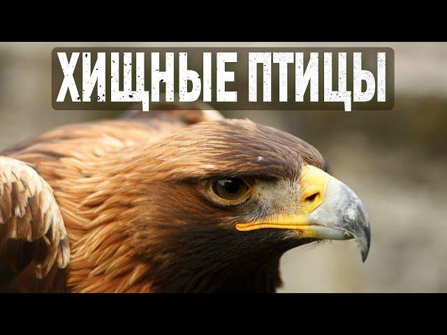 Birds of Prey | Raptors | Different Types of Birds of Prey | Why Are Birds Of Prey Good Hunters?