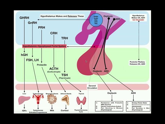 The Endocrine System | Summary of the Anterior Pituitary