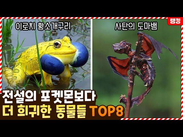 이런 동물이 실존한다고..? 전설의 포켓몬보다 더 희귀한 동물들 TOP8