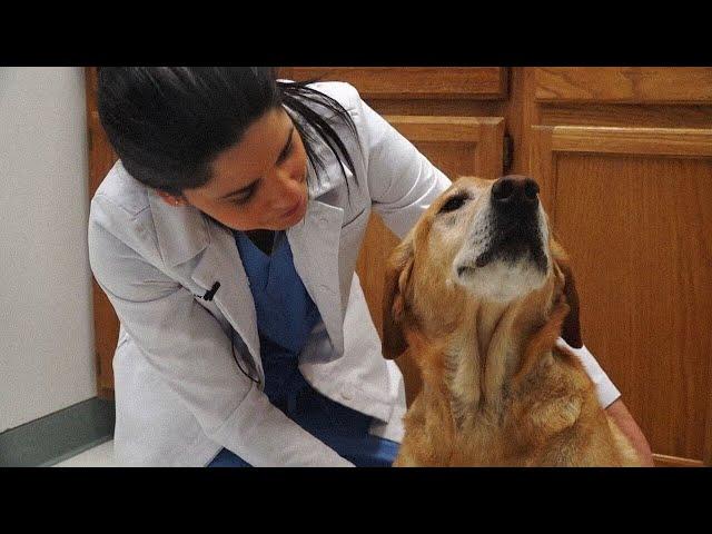 First of its kind veterinary college set to open in Nevada with hopes to tackle shortage