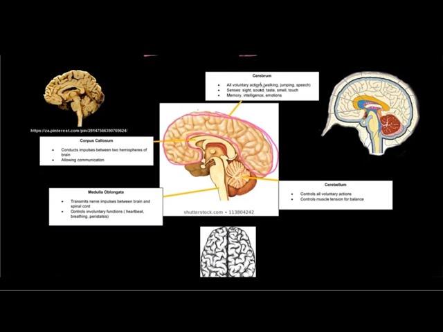 Gr 12 Life Sciences Responding to the Environment Part 1 Nervous System