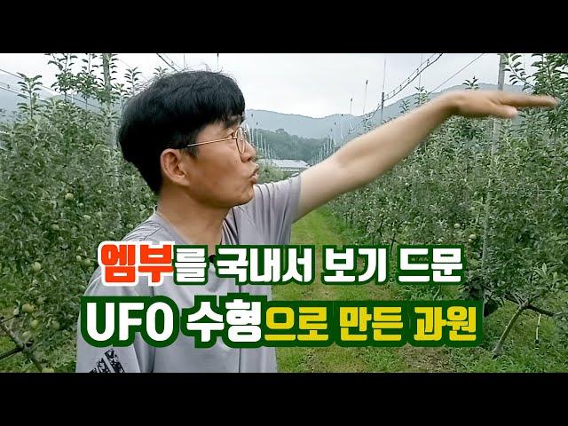 엠부를 국내서 보기 드문 UFO 수형으로 만든 과원