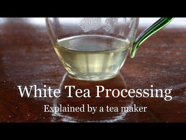 White Tea Processing