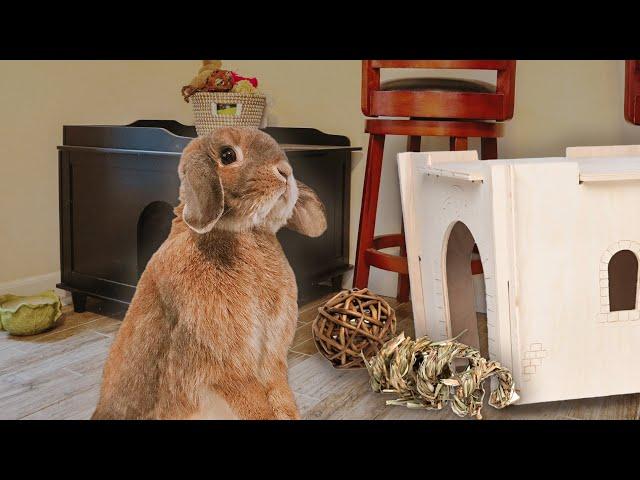 Create the Perfect Rabbit Habitat: Advice & Tips for Your Bunny Room