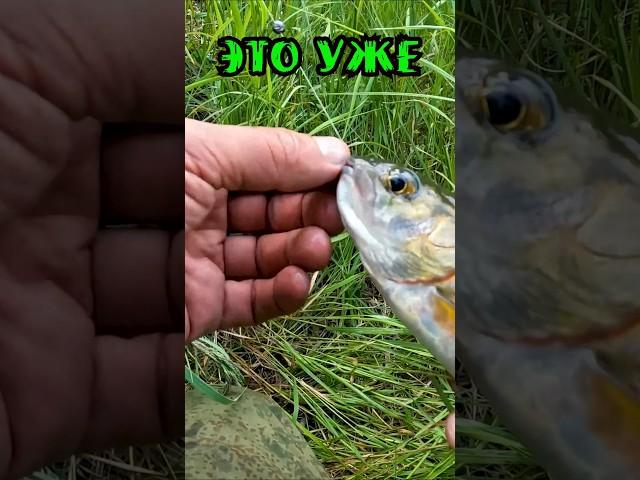 В Тайге Хариус берёт на каждом забросе. #тайга #сибирь #fishing