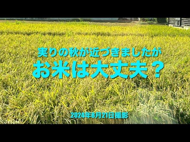 「お米は大丈夫？」　本日8／21  華越前(新米)発売になりました　福井県　2024年8月21日撮影