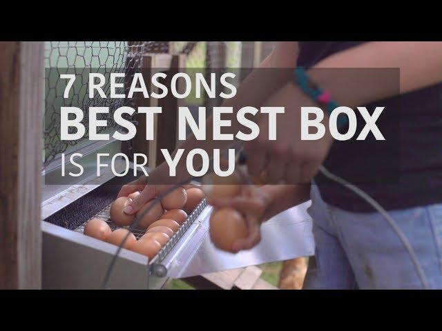 The BEST way to collect clean eggs! - Best Nest Box