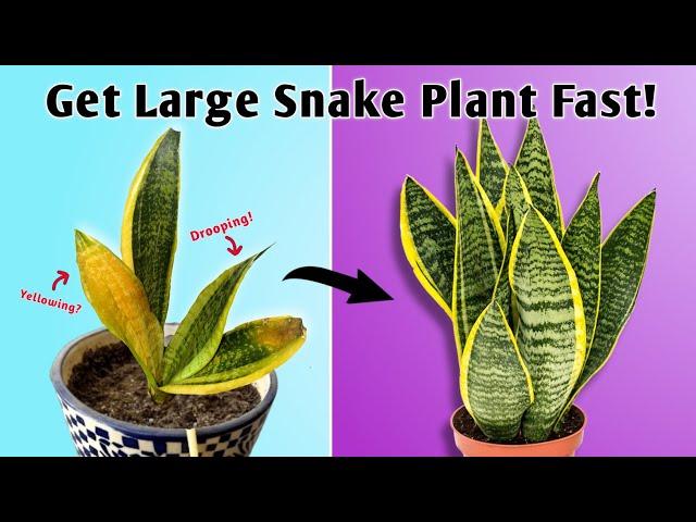 4 Important Care Tips to Get Large Snake Plant Fast - Snake Plant Houseplant Care