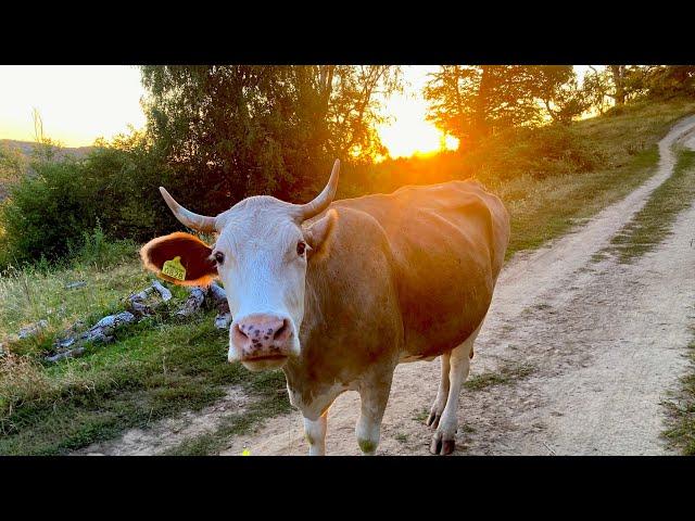 Day 31 - Hiking Romania’s Via Transilvanica - Afteia Monastery, Vinerea, Cugir