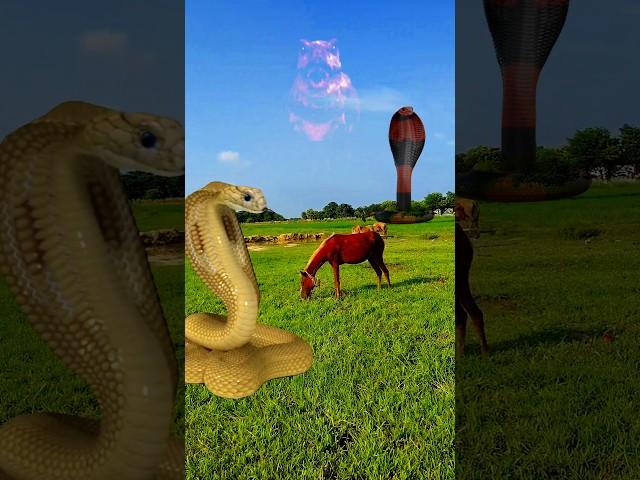 big snake  video #shorts #viralvideo #snake #video