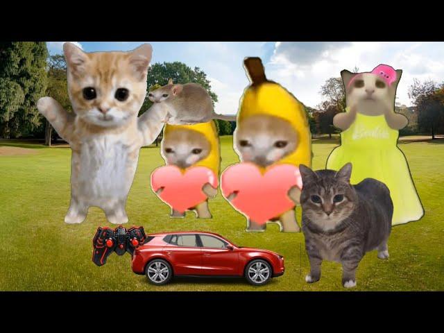 Baby Banana Cat Videos ️ 2 Minutes #67