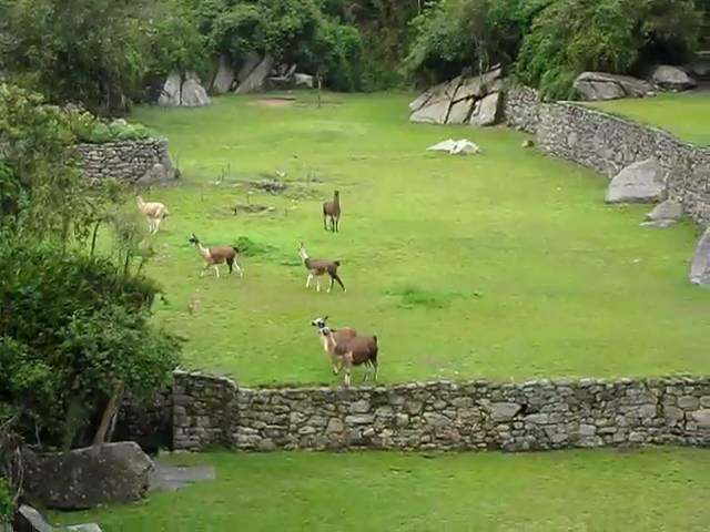 Daredevil Lamas at Machu Picchu 12/08