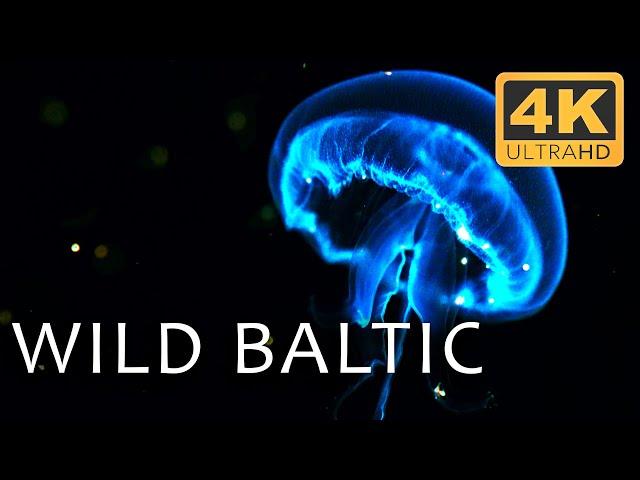 Baltic Sea Chronicles: Tales from Below | Secrets of the Seas Ep. 4 | 4K UHD Documentary