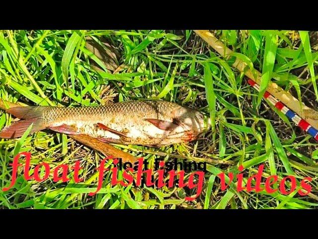 November 24, 2024amazing float fishing videos/rohu fishing videos/fishing videos/fishing technique