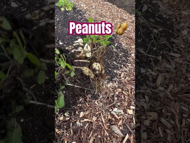 "Pulling Up a Peanut Plant – Watch the Harvest!" #peanut #gardening #garden #new #challenge #love