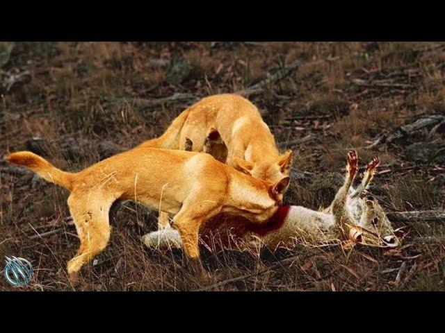  DINGO ─ The Wild Killer of Kangaroos and Monitor Lizards Dingo vs sheep and kangaroo