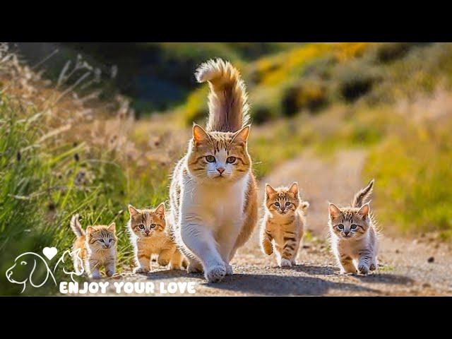 Mother cat with her kittens and the journey to find peace and relaxation