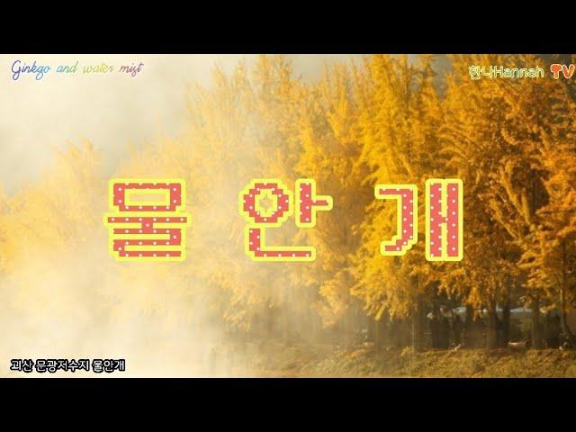 물안개Ginkgo and water mist 괴산 문광 저수지 은행나무길 새벽 안개