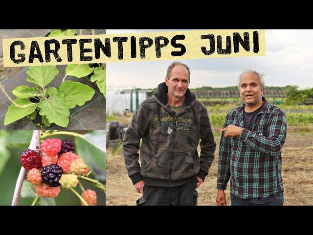 Tipps zu Gemüse und Obst im Juni - Maulbeeren, Kaffeesatz, Obst in Kübeln, Tomaten, Auberginen