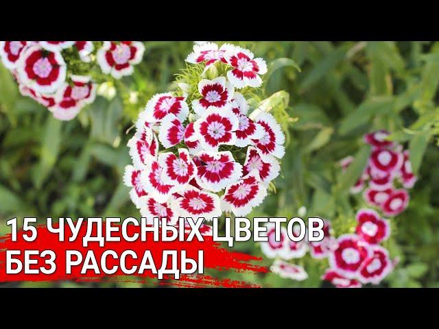 15 чудесных цветов без рассады