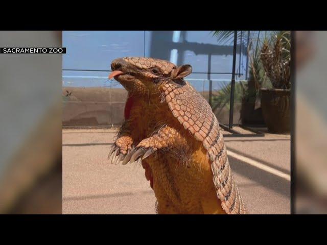 Armadillo escapes from Sacramento Zoo