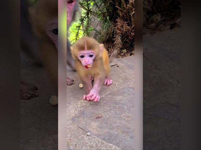 Cute baby monkey, funny monkey, Chinese monkey SY36