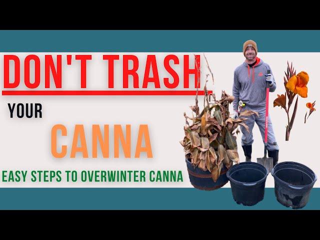 SAVE your CANNA!!!  Easy Steps to Overwinter Canna Plants