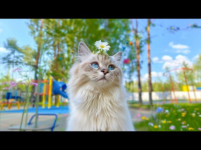 Serene Music for Cats to Relieve Stress and Anxiety - Cat Music Therapy, Calming Aid for Relaxation