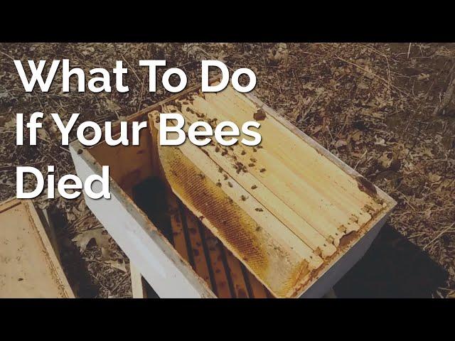 What To Do If Your Bees Died Over The Winter