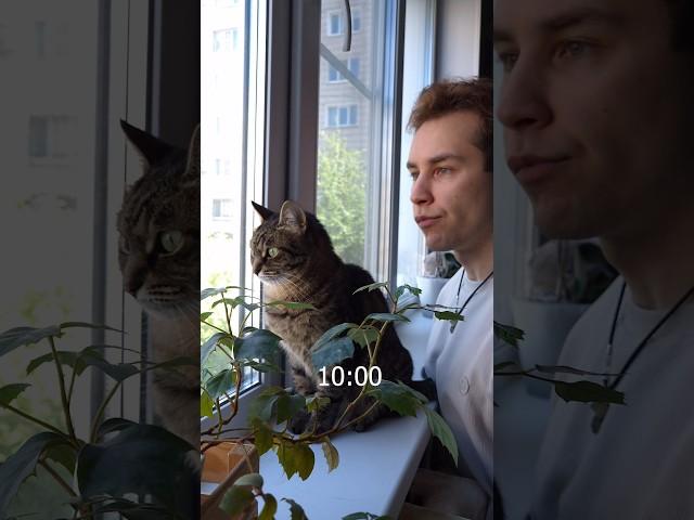 Живу 24 Часа Как Мои Кошки #кошки #челлендж #серый #24часа